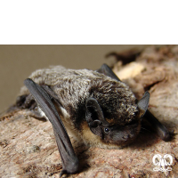 گونه خفاش برفکی Particoloured Bat 